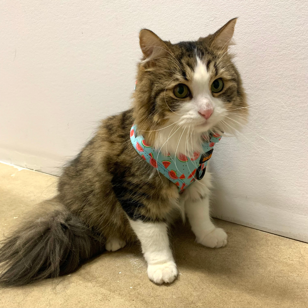 Harness - Watermelon print