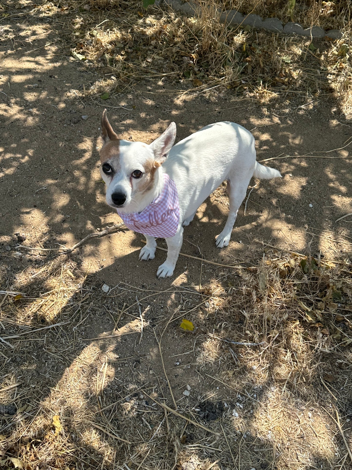 brown and white dog wearing a pink checked bandana in a forest