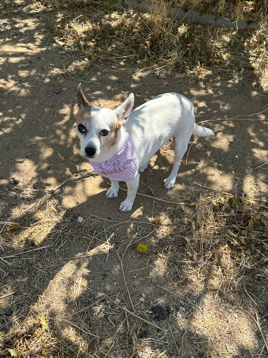 brown and white dog wearing a pink checked bandana in a forest