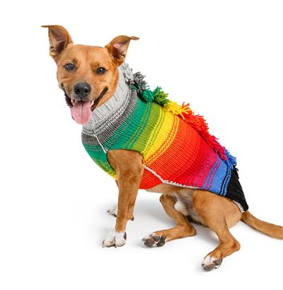 Brown dog is wearing a colourful hand knit dog sweater