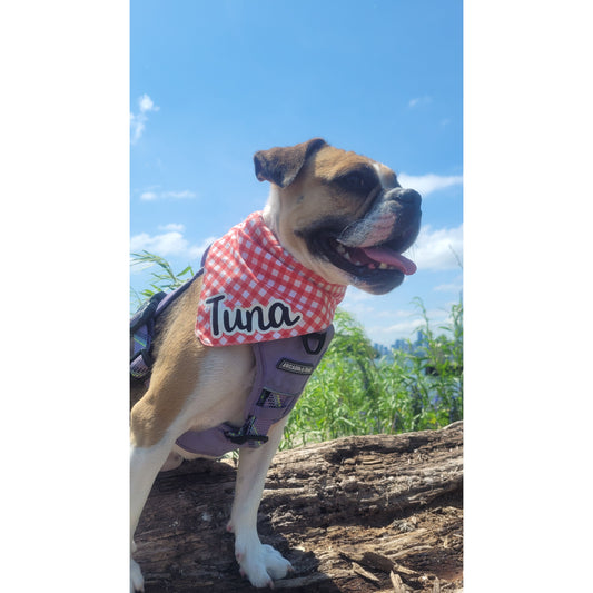 small dog wearing a white and red checkered scarf