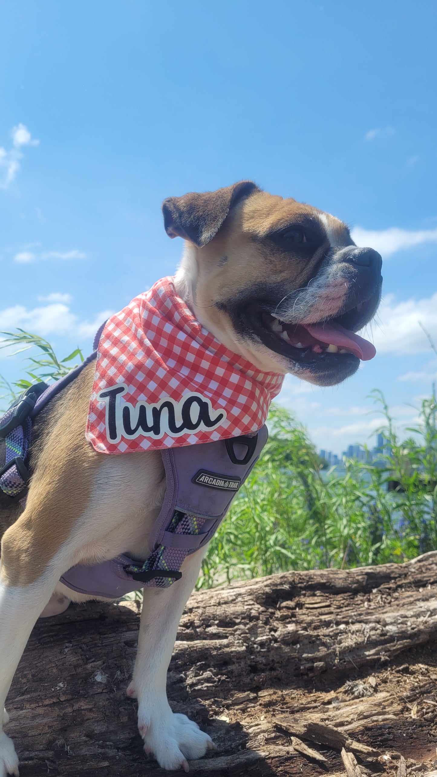 small dog wearing a white and red checkered scarf