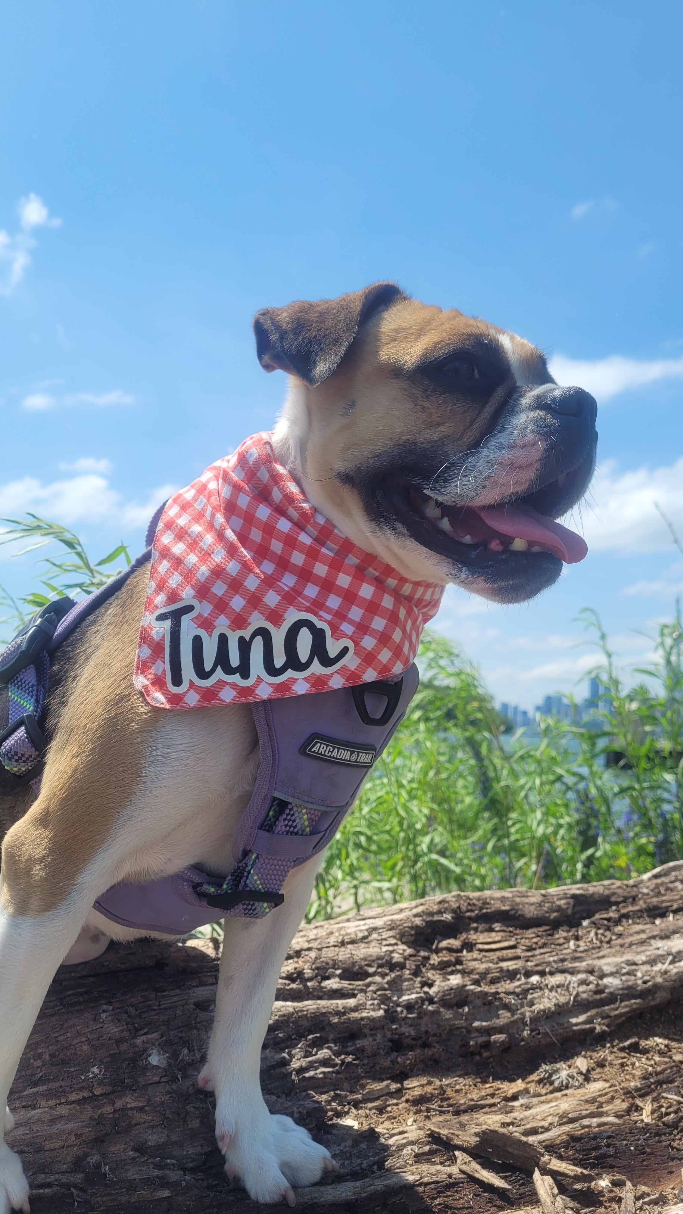 small dog wearing a white and red checkered scarf