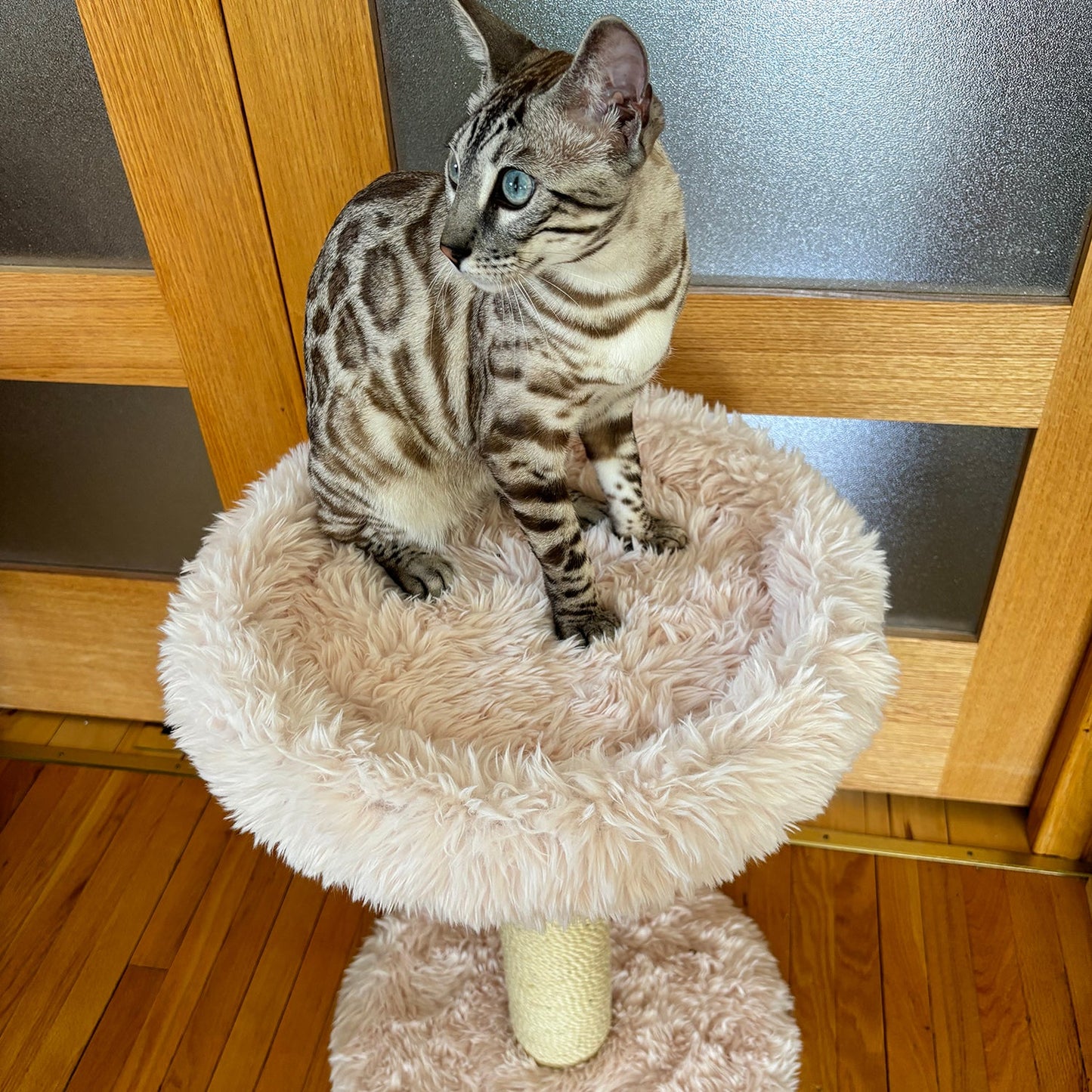 The Blush Perch – 1-Level Cat Tree