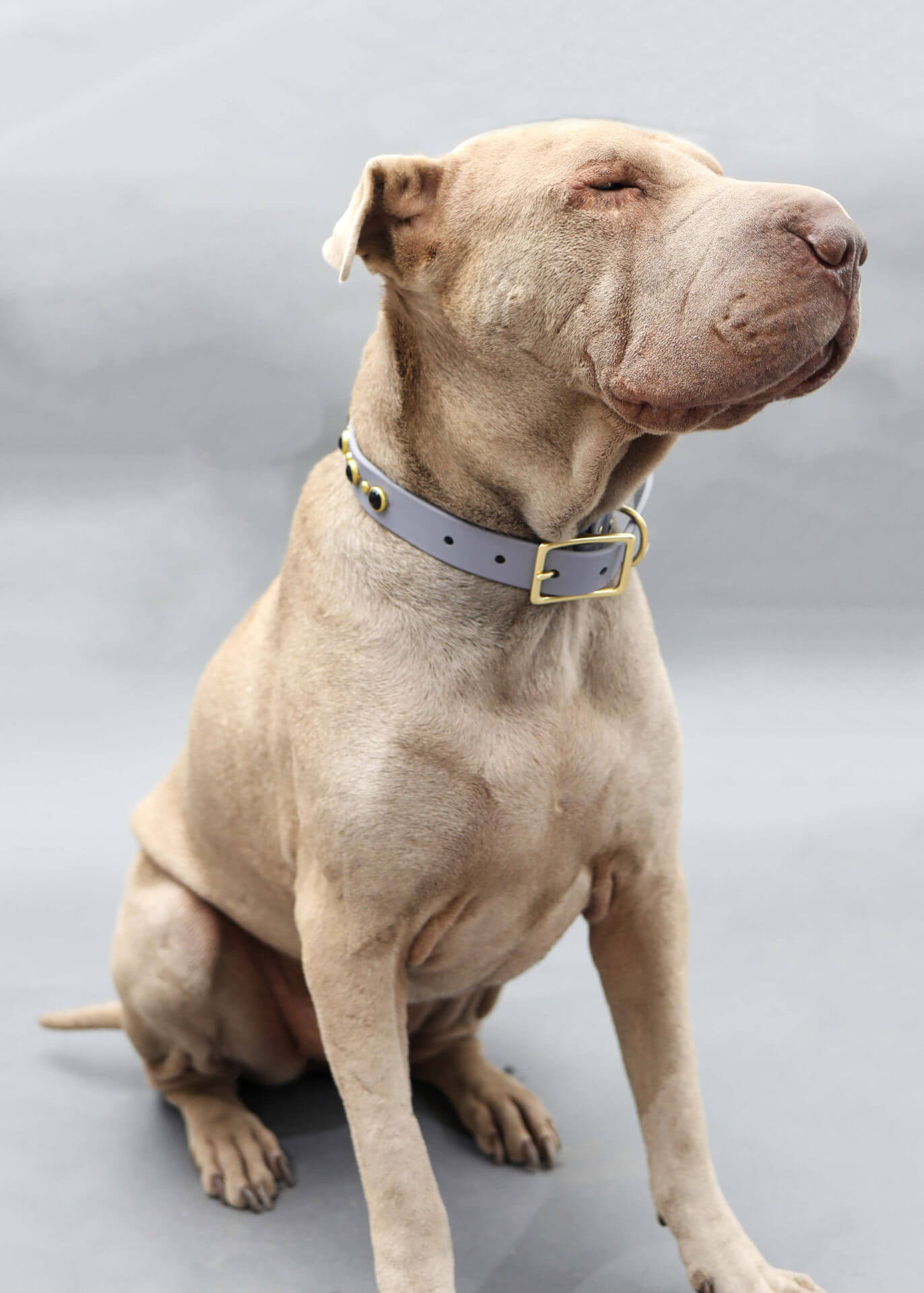 light beige dog wearing grey waterproof collar with black shiny studs on it