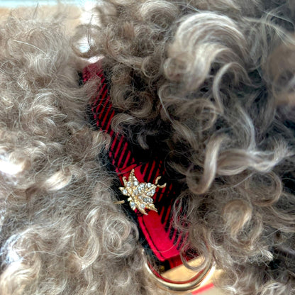 Close-up of a red hair clip with a star-shaped brooch in curly dog hair