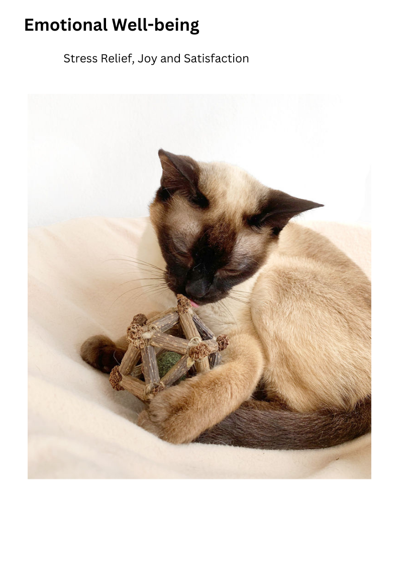 small cat playing with toy