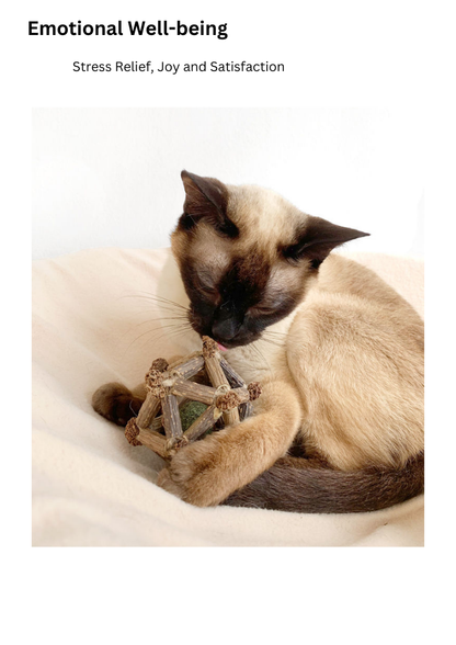 small cat playing with toy