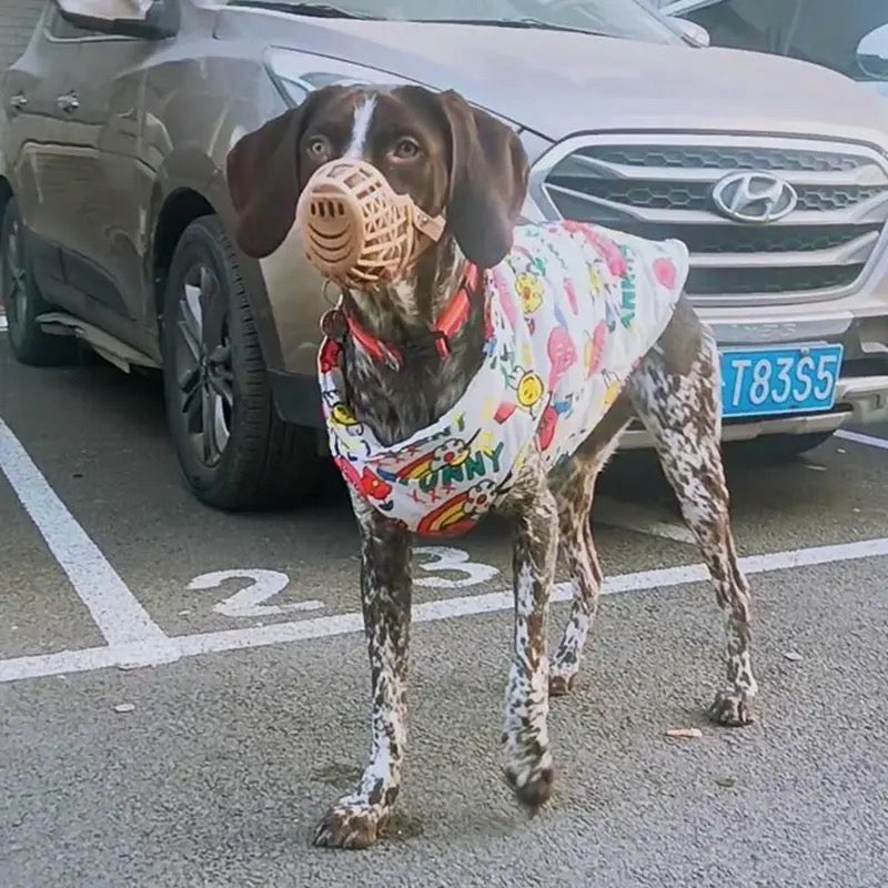 Dog wearing a colorful raincoat and holding a woven bag in a parking lot with a Hyundai car in the background.