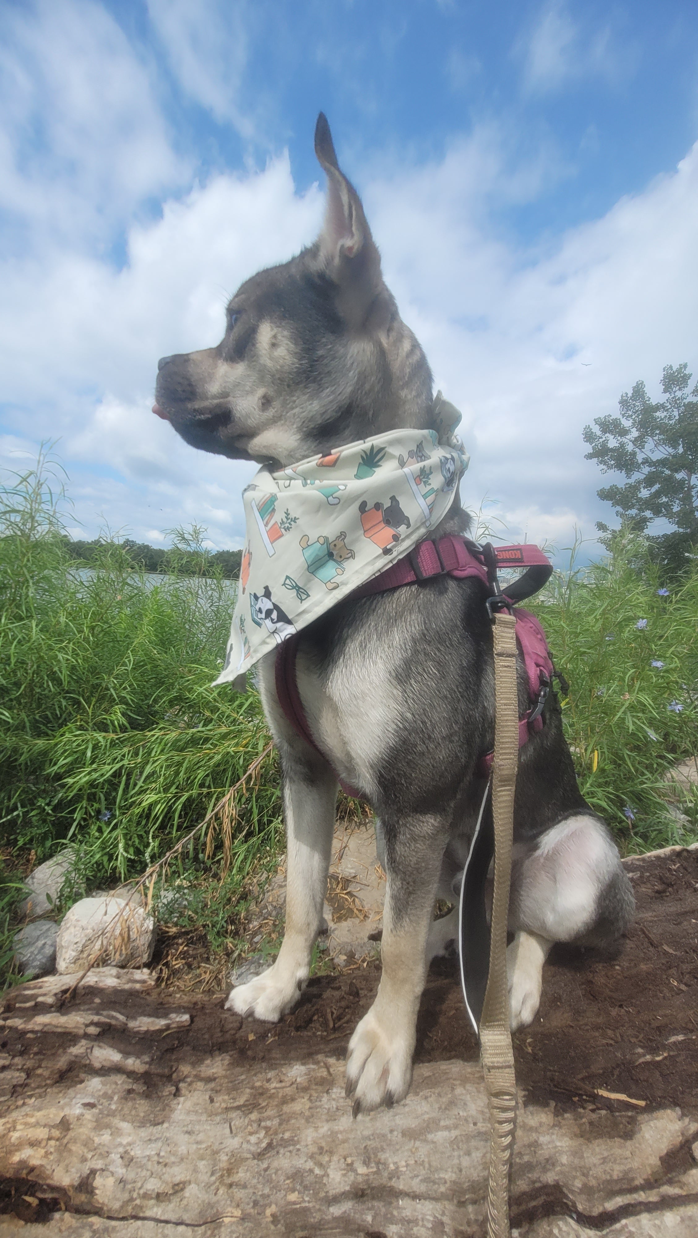 Dog with a bandana standing on a log against a blue sky with clouds