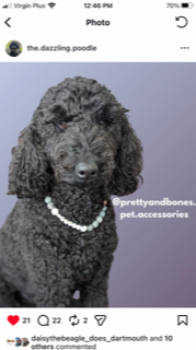 Poodle wearing a beaded necklace on a gray background