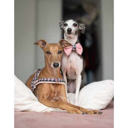 Two dogs, one brown and one white with a pink bow, sitting on a bed.