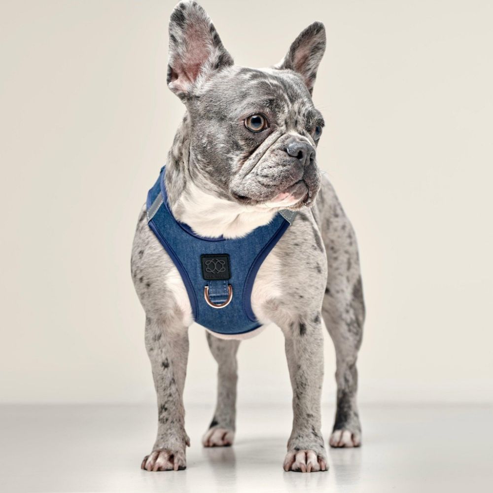 Denim Dog Harness