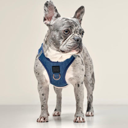 Denim Dog Harness