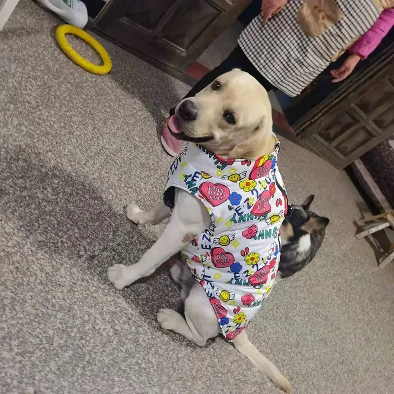 Dog wearing a colorful outfit sitting on a carpeted floor with another dog in the background.