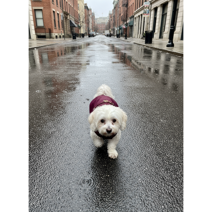 Small white dog wearing a maroon raincoat walking on a wet city street.