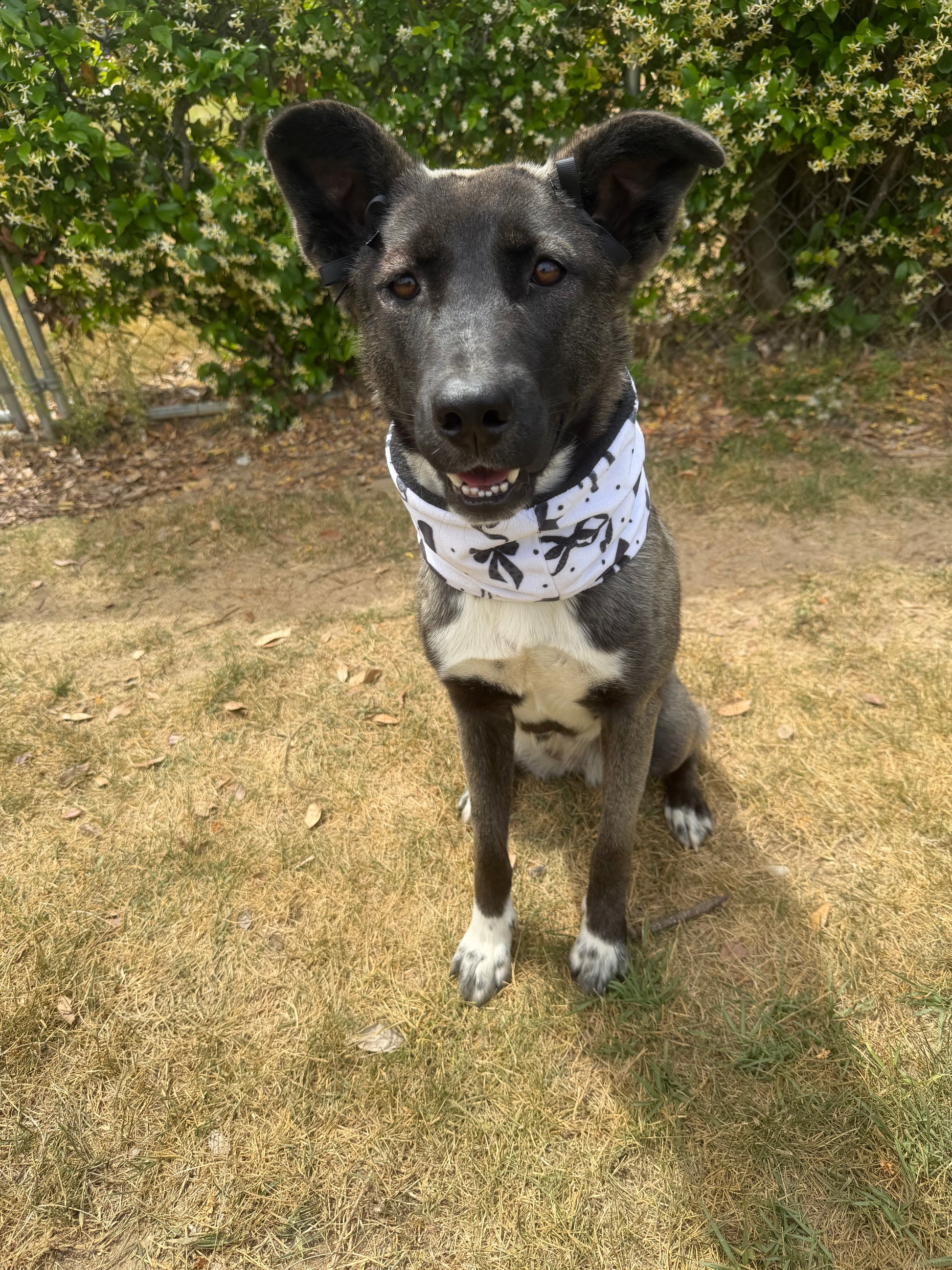 Dog wearing a bandana standing on a grassy path with greenery around