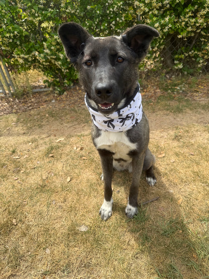 Dog wearing a bandana standing on a grassy path with greenery around