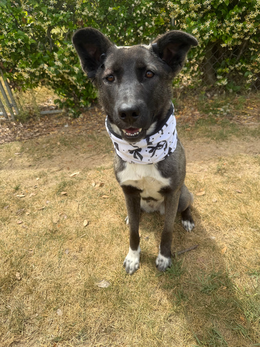 Dog wearing a bandana standing on a grassy path with greenery around
