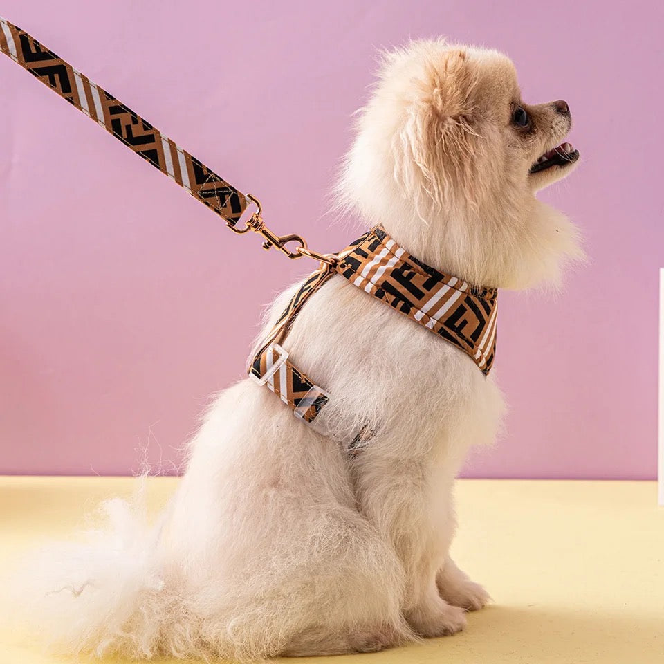 Small white dog wearing a patterned harness and leash on a pink background