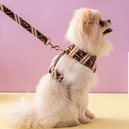 Small white dog wearing a patterned harness and leash on a pink background