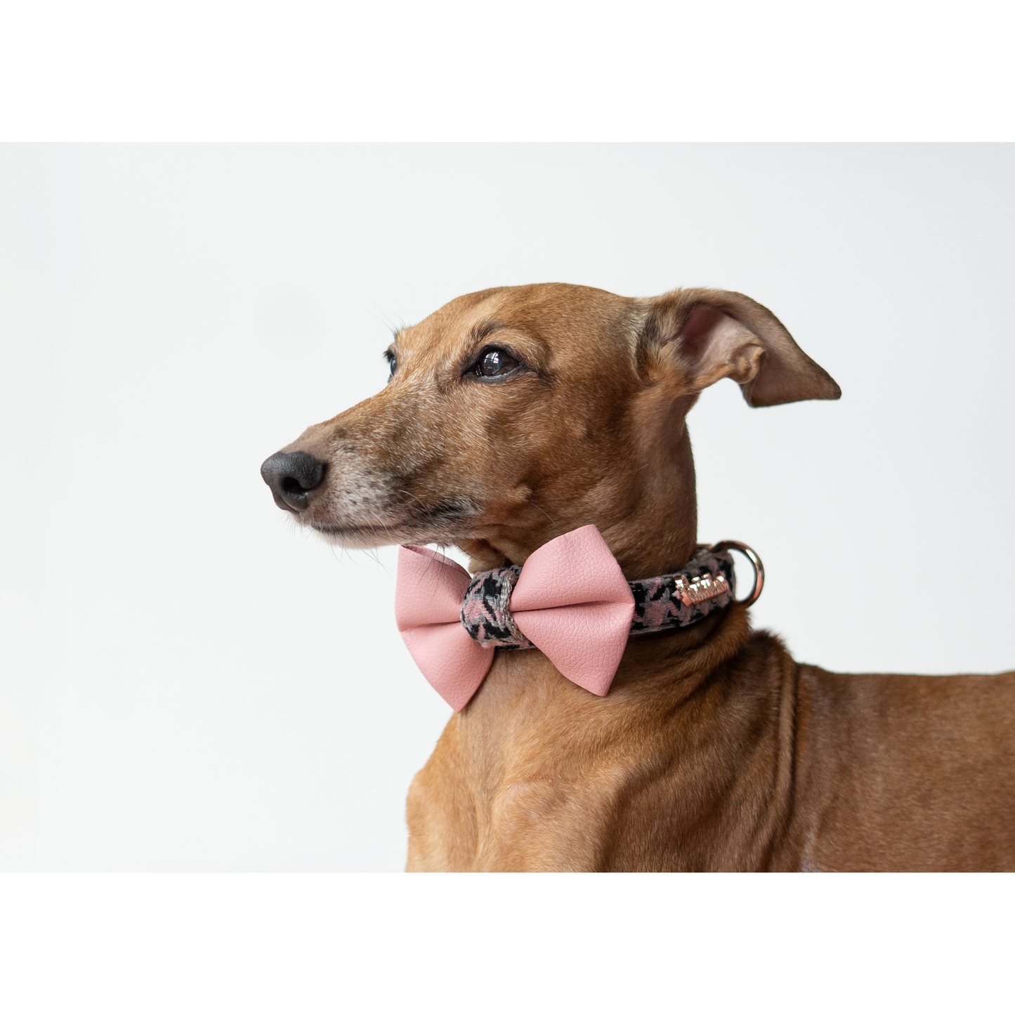 Dog wearing a collar with a pink bow on a white background