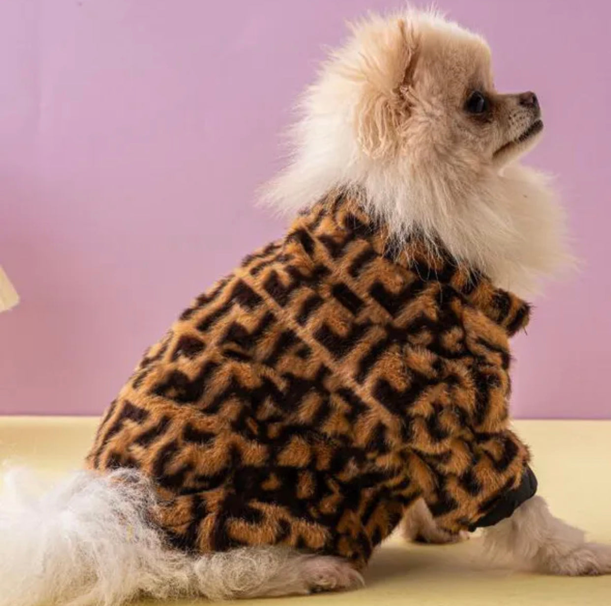 Small dog wearing a leopard print coat against a pink background