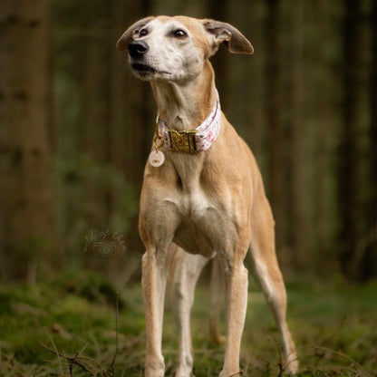 Light brown dog wearing flower print dog collar