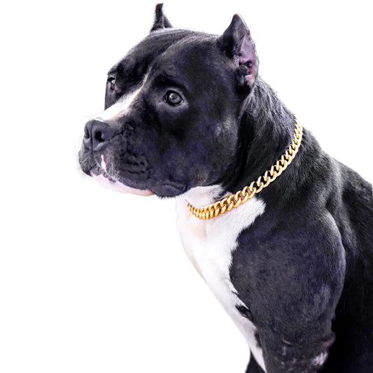 Dog wearing a pretty gold chain collar on a white background