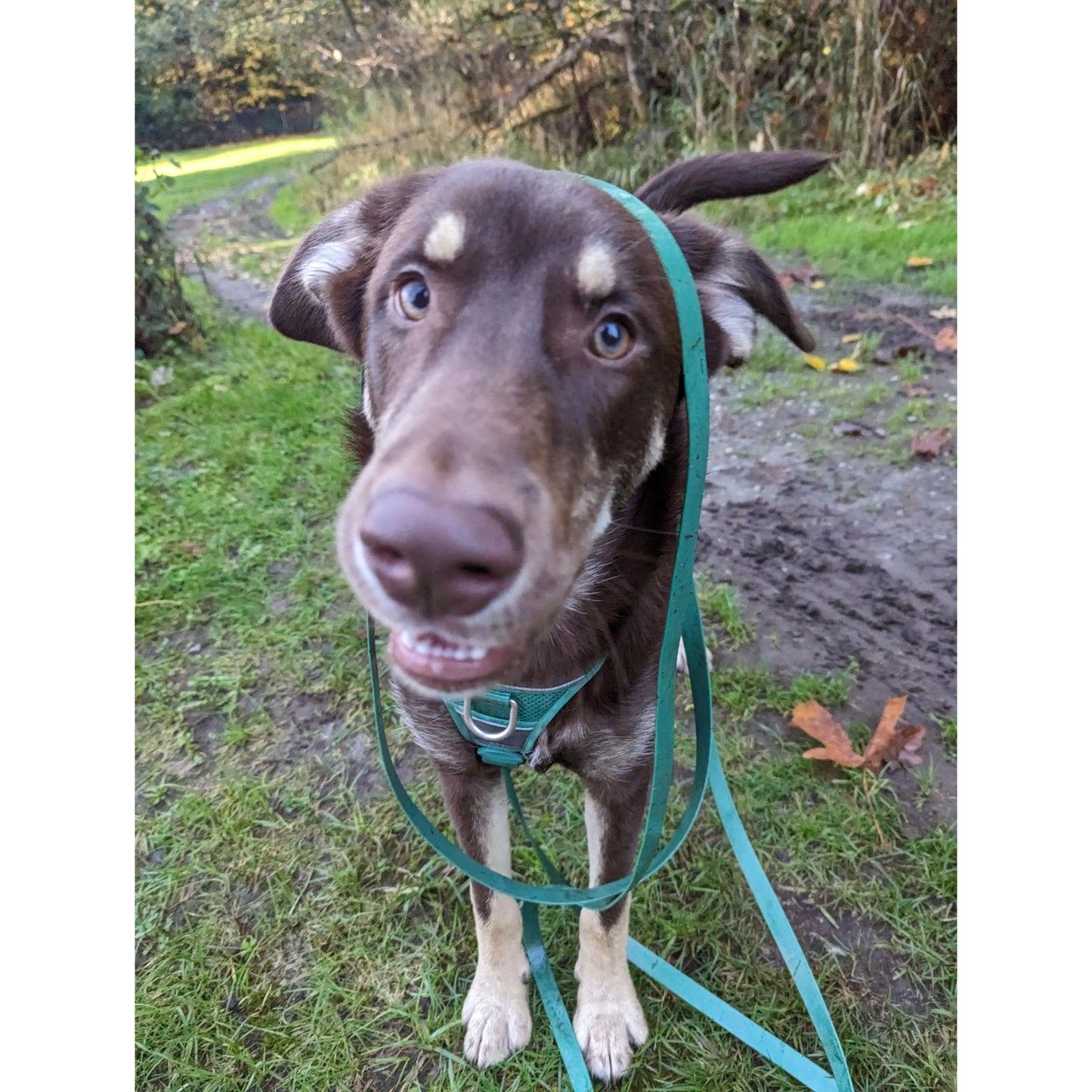 Dog on a leash with a curious expression in an outdoor setting
