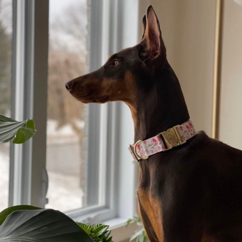 brown Doberman dog wearing a daisy printed collar with gold buckle closure