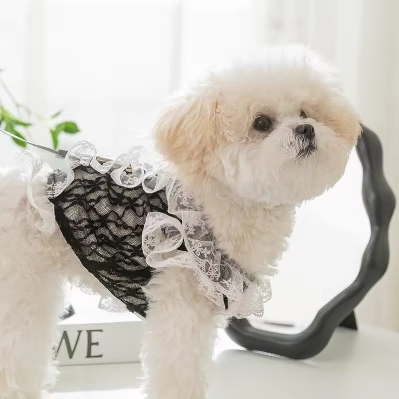 Small dog wearing a lace dress with a white background