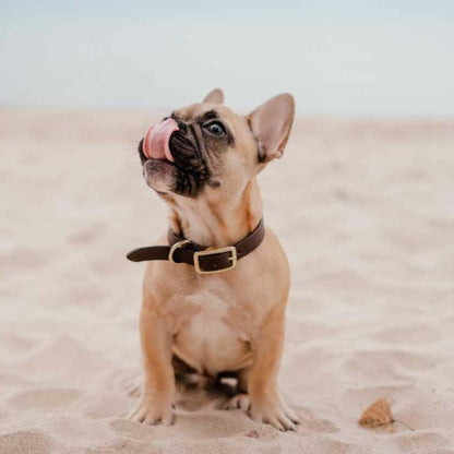 Puppy with a brown collar sitting on sand