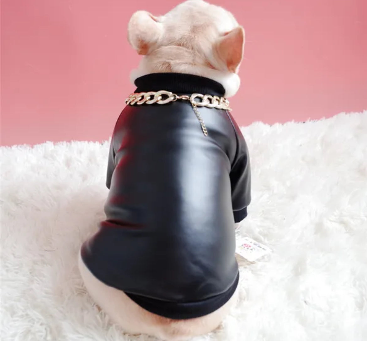 Dog wearing a black leather outfit with gold chain on a pink background