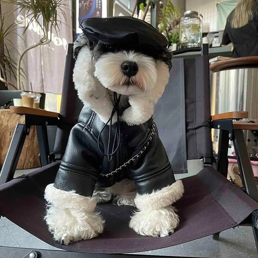 Dog wearing a black leather outfit with a chain and hat in a casual indoor setting.