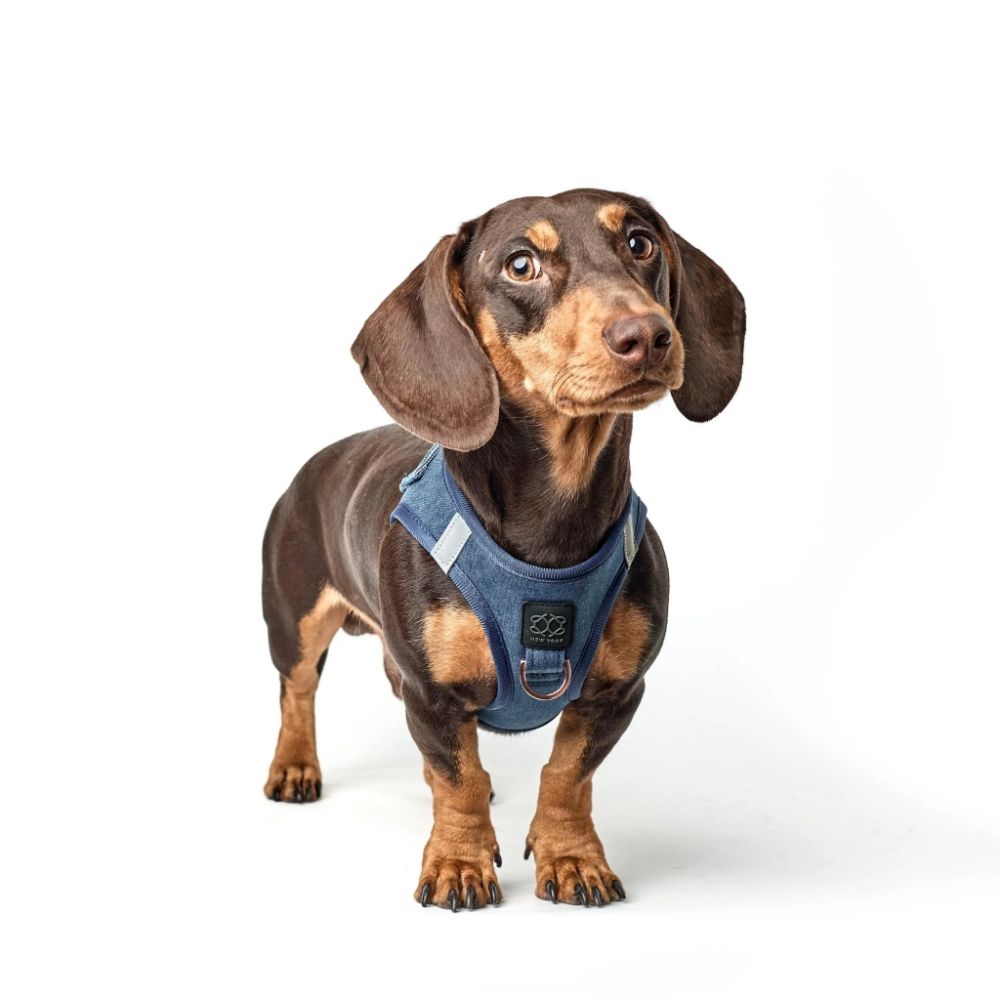 Denim Dog Harness