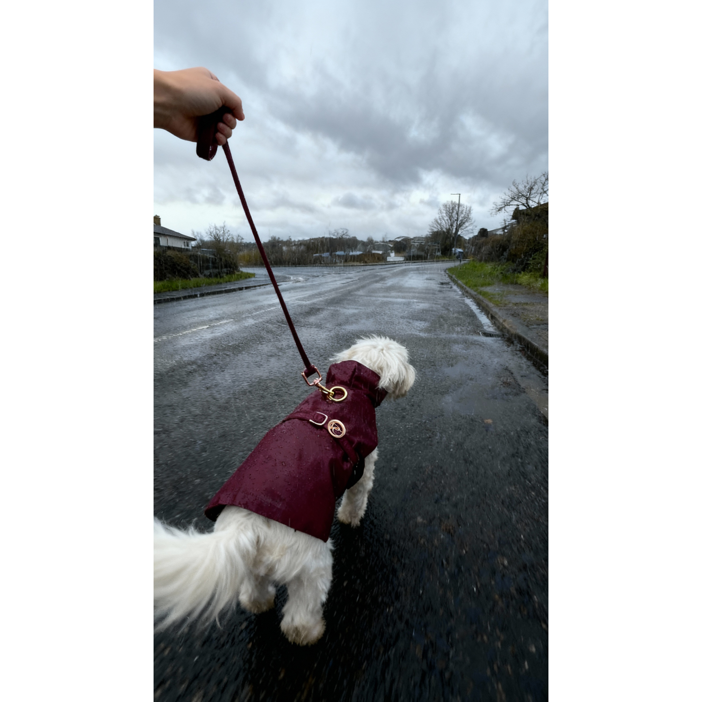 Small white dog wearing a maroon raincoat walking on a wet road.