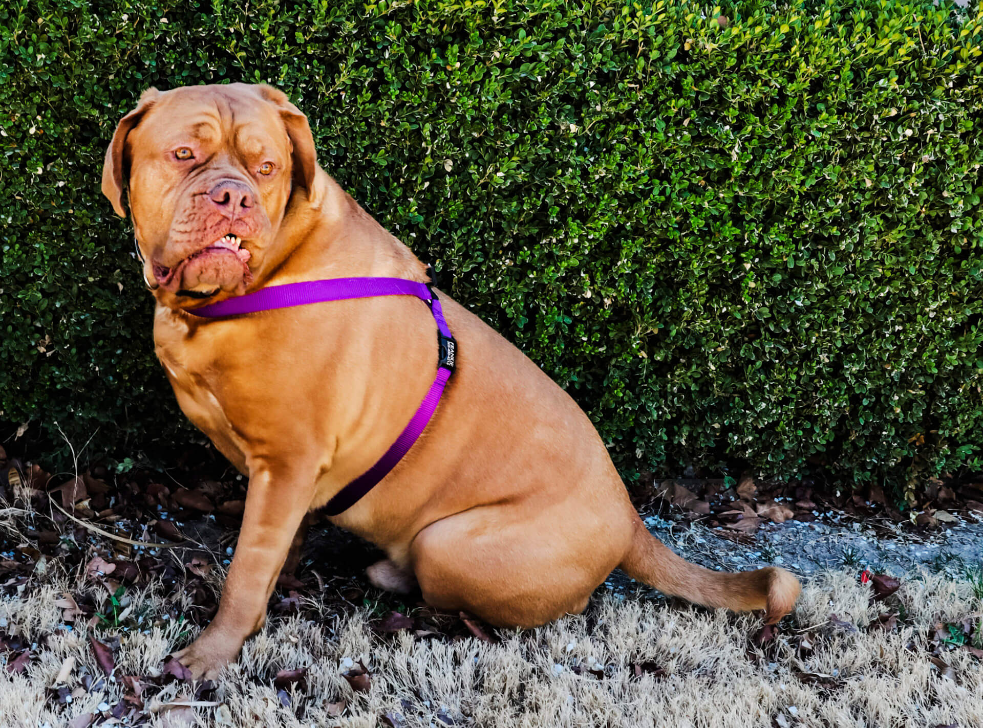 Cute big mastiff dog wearing a purple waterproof harness