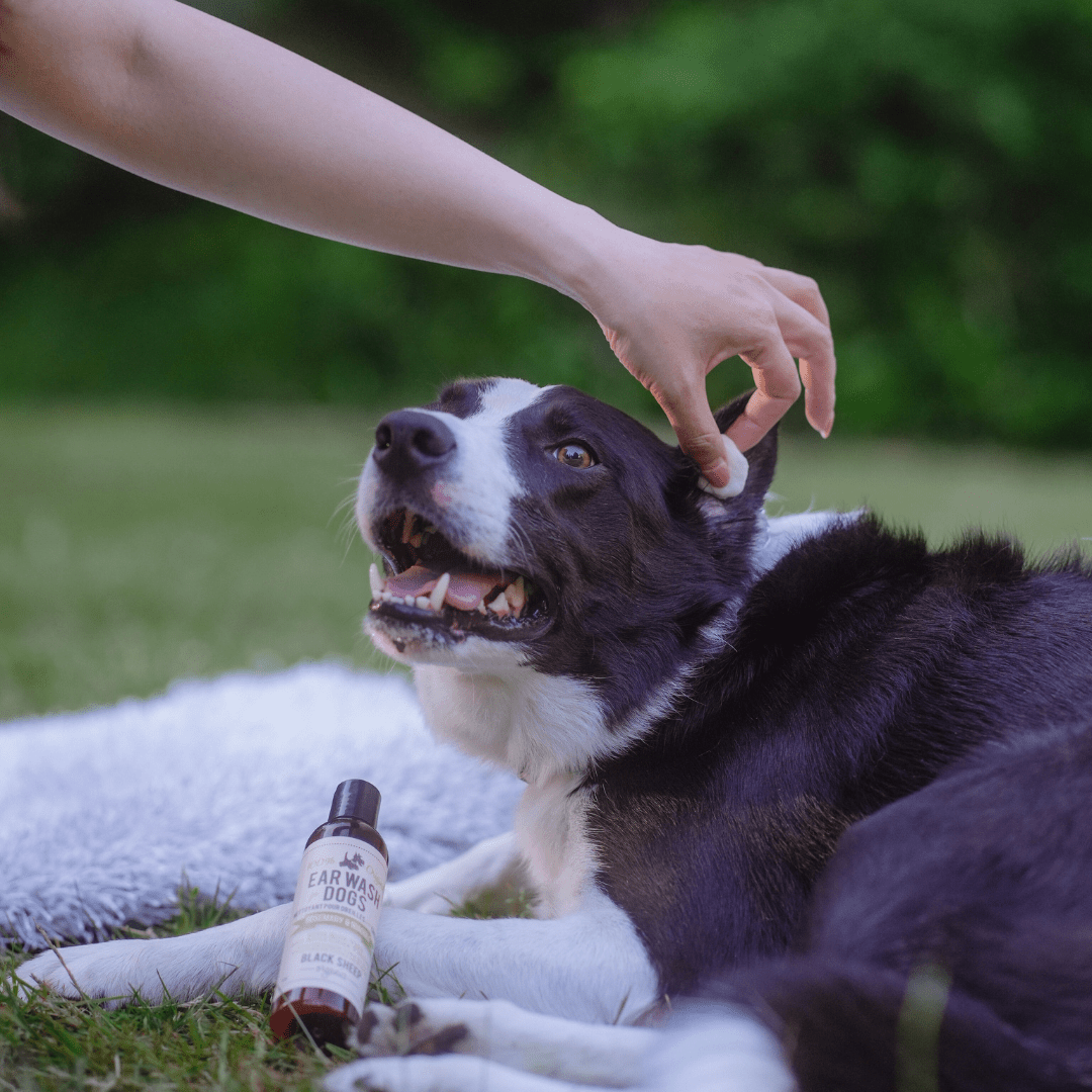 Natural Dog Ear Cleaner – Rosemary & Niaouli