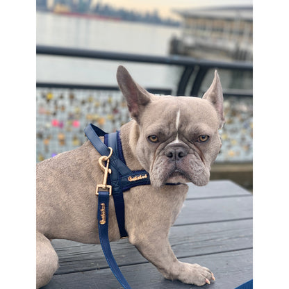 Dog wearing a blue harness with a blurred background