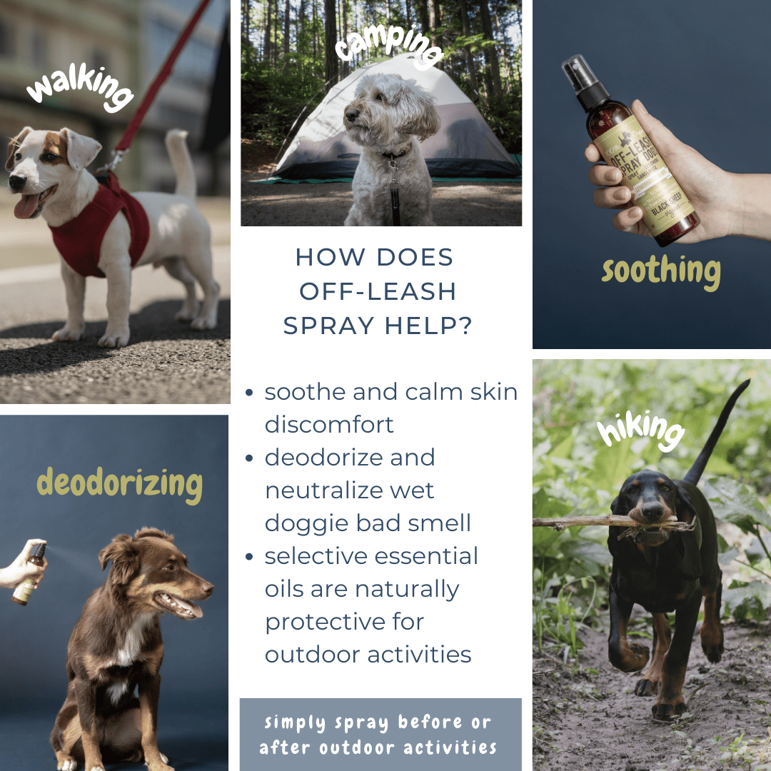 Anti-Itch Spray for Dogs – Gentle & Natural Relief