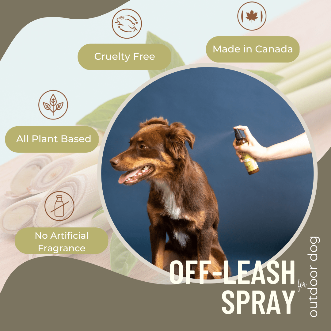 Anti-Itch Spray for Dogs – Gentle & Natural Relief