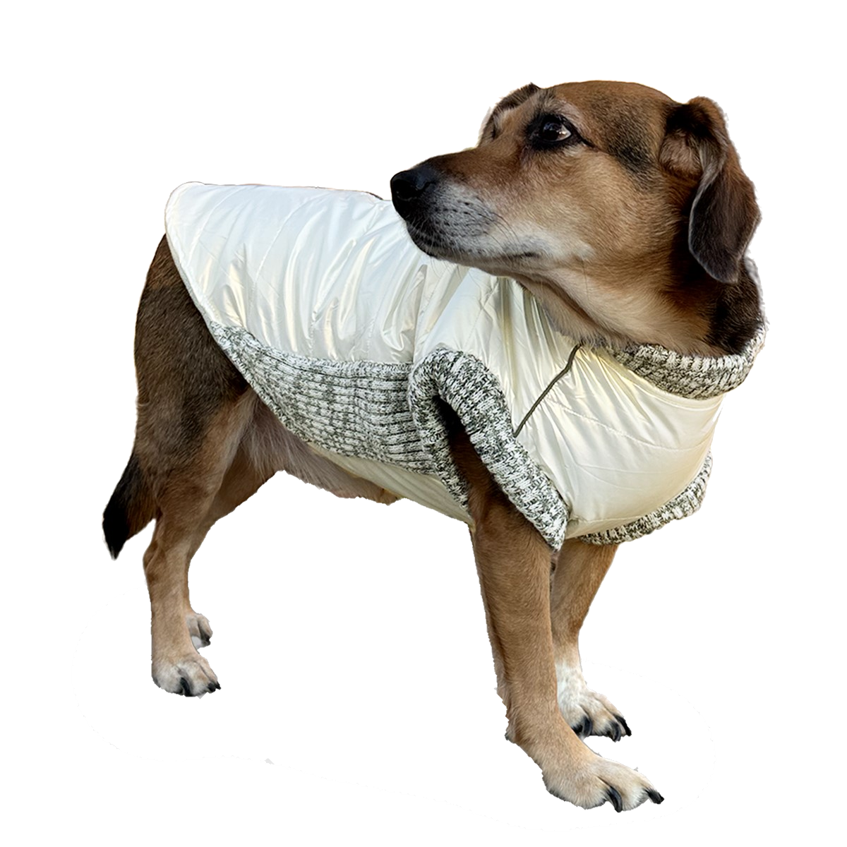 Pearl Dog Coat