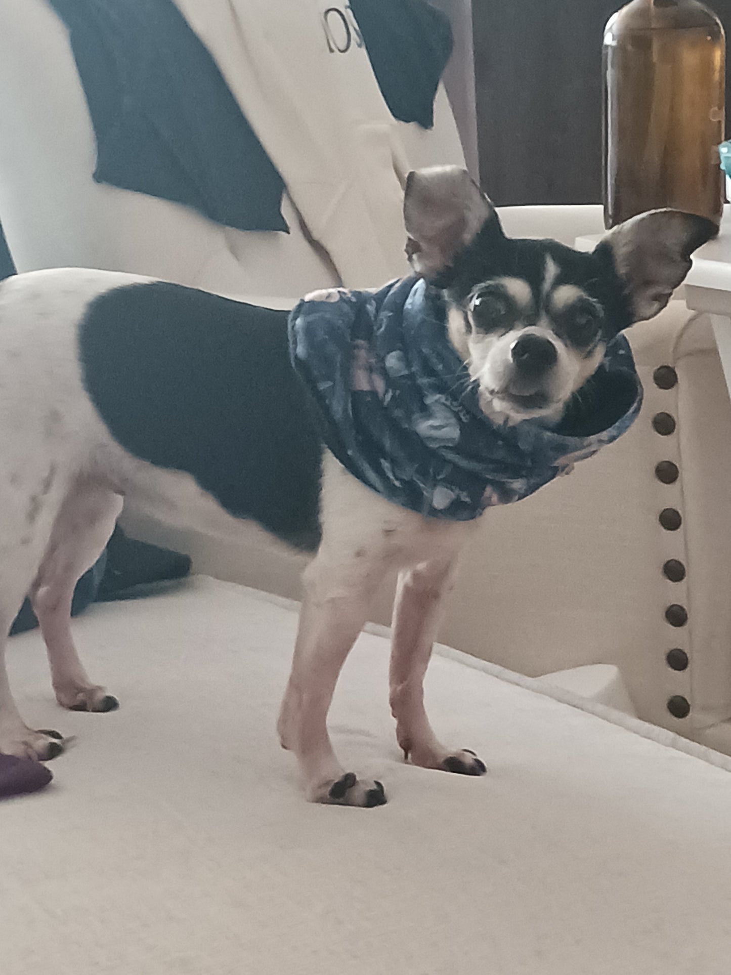 Small dog wearing a bandana standing on a white surface