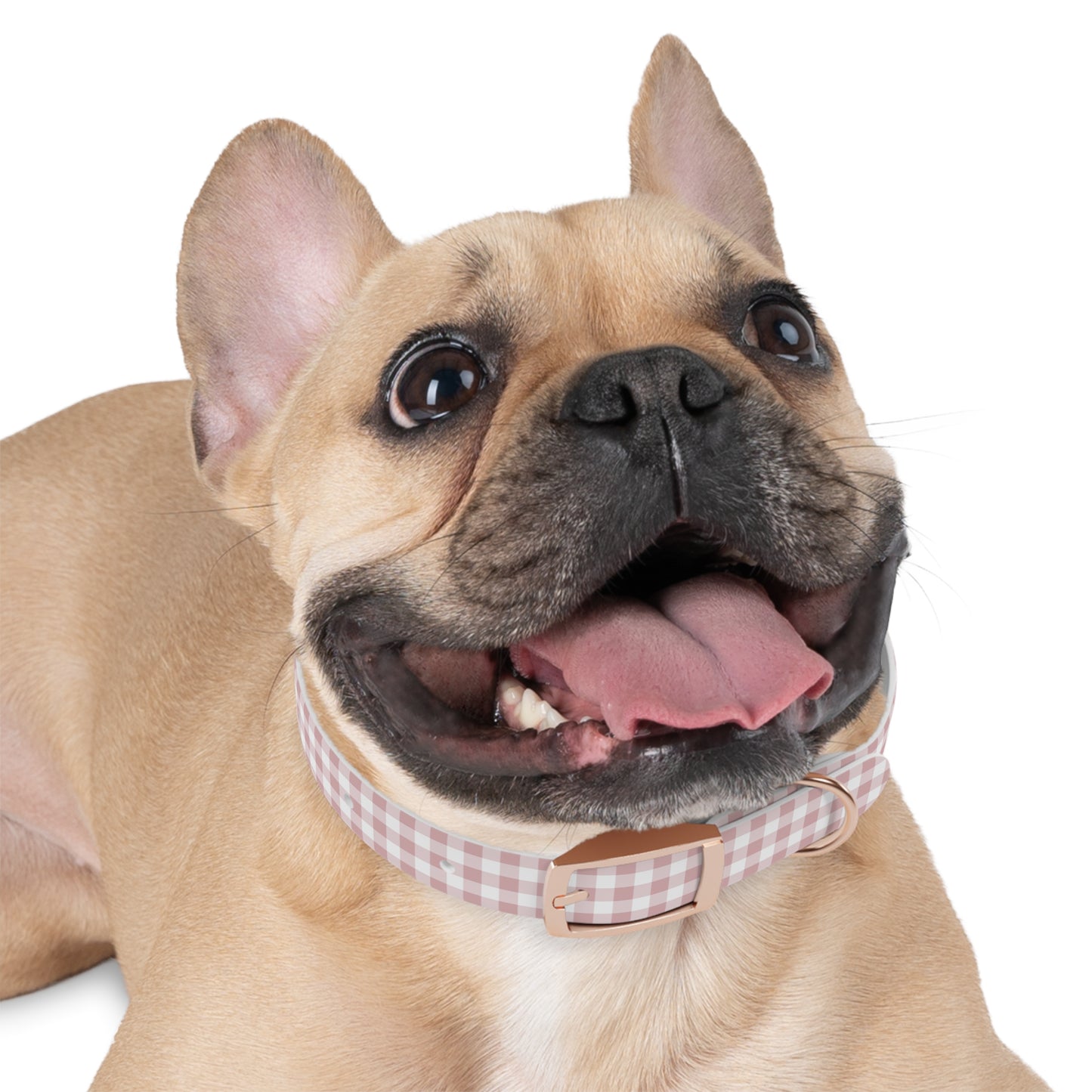 Chic Pink Gingham Dog Collar - Pink Plaid Cat Collar