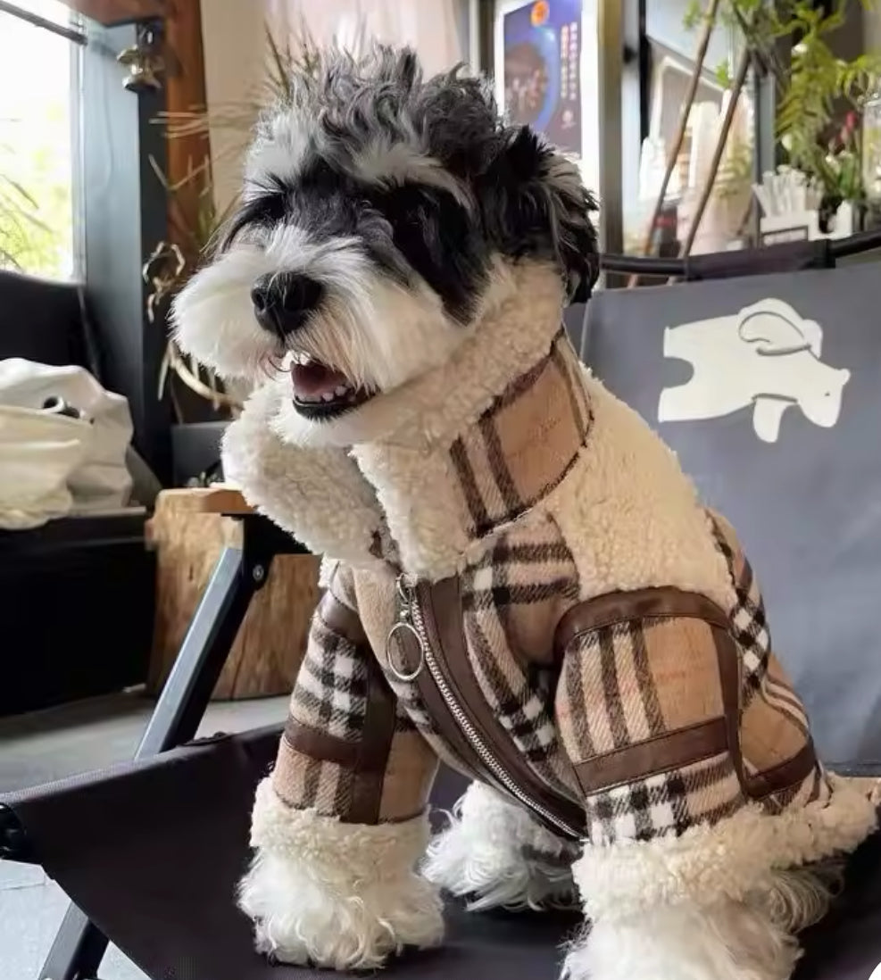 Dog wearing a plaid coat in an indoor setting