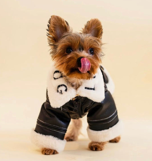 Small dog wearing a black outfit with white accents on a beige background