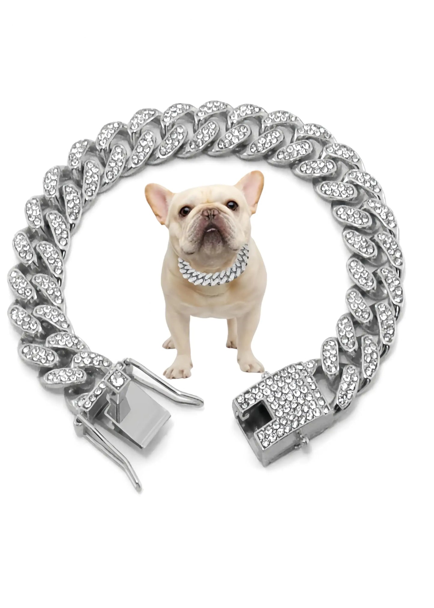 Silver chain collar with a dog wearing it on a white background