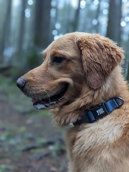 Dog with a collar in a forest setting