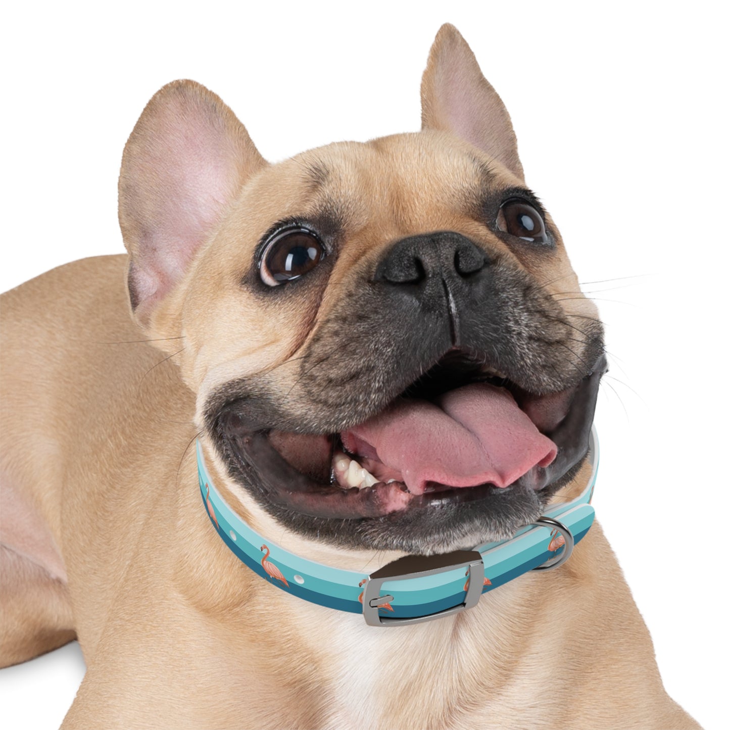 Dog wearing a blue collar with a white background